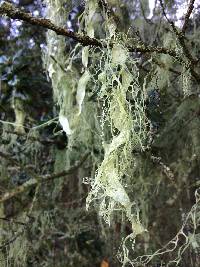 Ramalina menziesii image