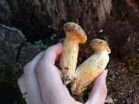 Armillaria sinapina image