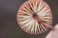 Marasmius plicatulus image