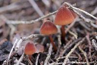 Marasmius plicatulus image