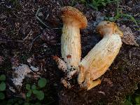 Armillaria sinapina image