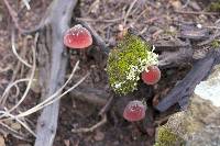 Marasmius plicatulus image