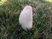 Coprinus comatus image