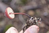 Marasmius plicatulus image