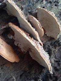 Ganoderma applanatum image