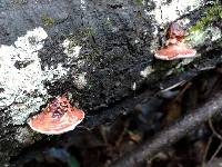 Fomitopsis cajanderi image