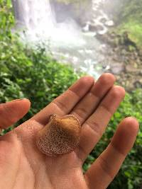 Auricularia delicata image