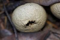 Lycoperdon perlatum image