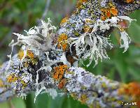 Ramalina leptocarpha image