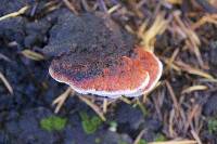 Fomitopsis cajanderi image