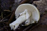 Amanita gemmata image