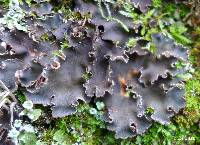 Peltigera collina image