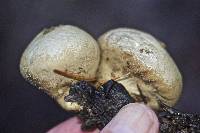 Lycoperdon perlatum image