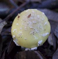 Amanita gemmata image