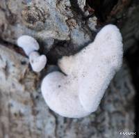 Schizophyllum commune image