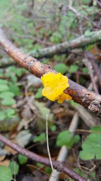 Tremella mesenterica image