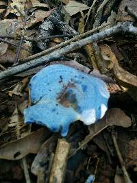 Lactarius indigo image