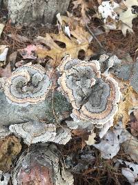 Trametes versicolor image