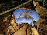 Lactarius indigo image