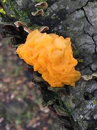 Tremella aurantia image