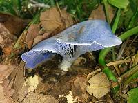 Lactarius indigo image