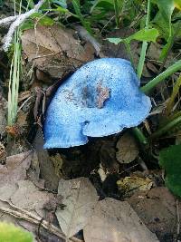 Lactarius indigo image