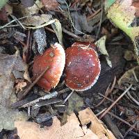 Leratiomyces ceres image