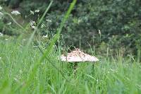 Macrolepiota procera var. procera image