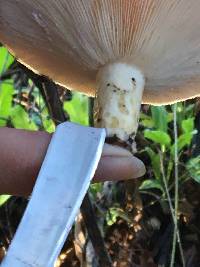 Lactarius alnicola image