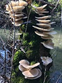 Pleurotus ostreatus image