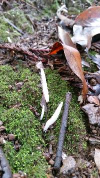 Clavaria fragilis image