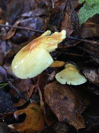 Hypholoma fasciculare image