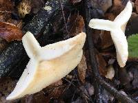 Lactarius alnicola image