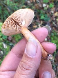 Lactarius xanthogalactus image