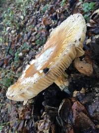 Amanita calyptroderma image