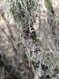 Ramalina menziesii image