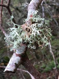 Evernia prunastri image