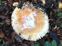 Amanita calyptroderma image