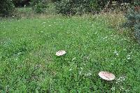 Macrolepiota procera var. procera image