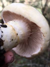 Image of Cortinarius albofragrans