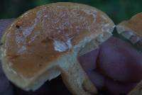 Lactarius xanthogalactus image