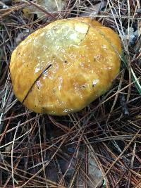 Suillus pungens image