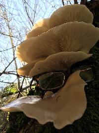Pleurotus ostreatus image
