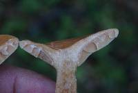 Lactarius xanthogalactus image