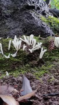 Clavaria fragilis image