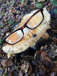 Amanita calyptroderma image