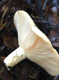 Lactarius alnicola image