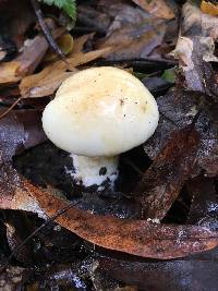 Cortinarius albofragrans image