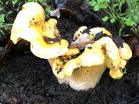 Cantharellus californicus image