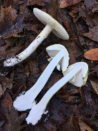 Amanita phalloides image